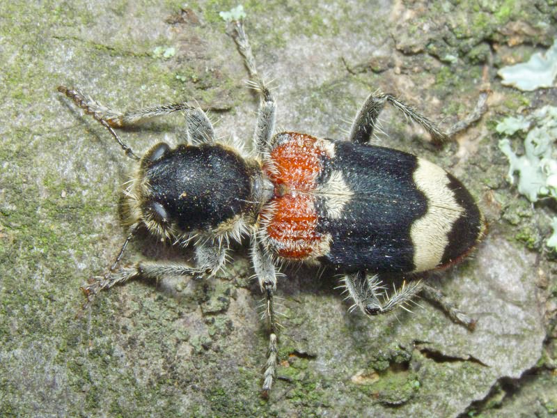 Clerus mutillarius Fabricius, 1775